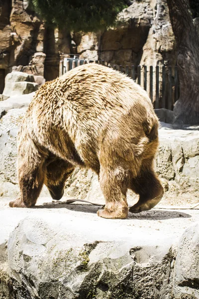 Braunbär — Stockfoto