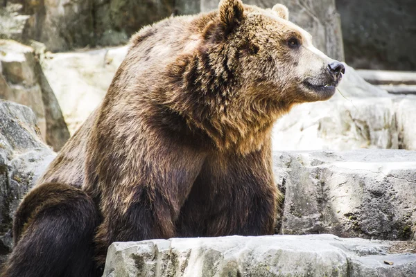 Brown bear — Stock Photo, Image