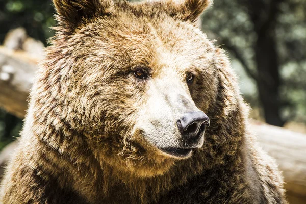 Orso bruno — Foto Stock