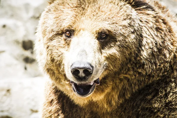 Oso marrón — Foto de Stock