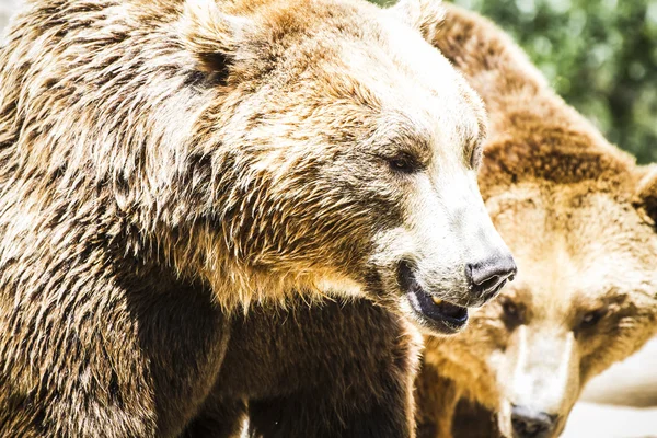 Orso bruno — Foto Stock