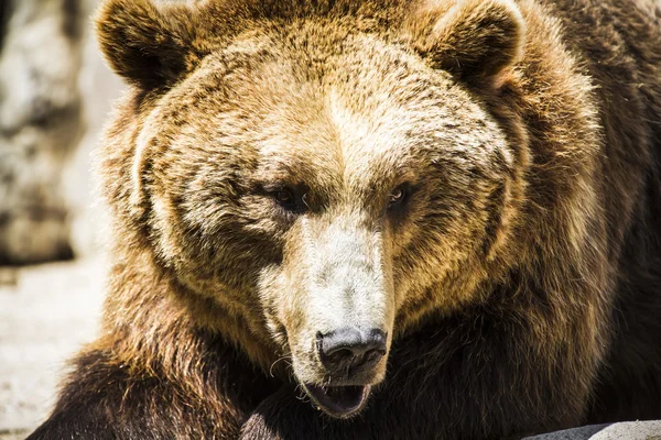 Orso bruno — Foto Stock