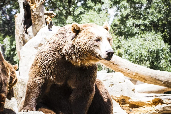 Schöner und pelziger Braunbär — Stockfoto