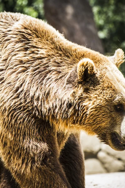 Hermoso y peludo oso marrón —  Fotos de Stock