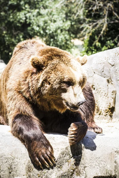 Hermoso y peludo oso marrón —  Fotos de Stock