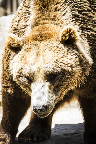 Schöner und pelziger Braunbär — Stockfoto