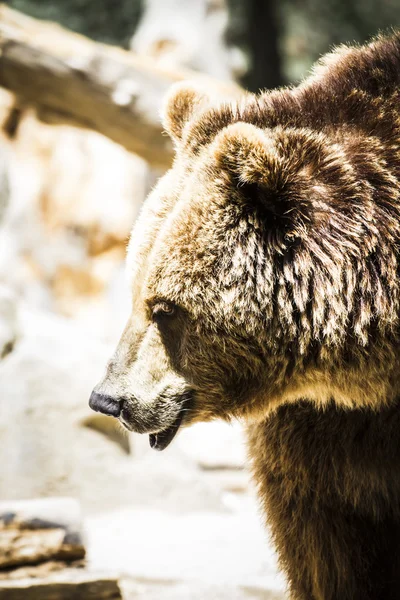 Potente orso bruno spagnolo — Foto Stock