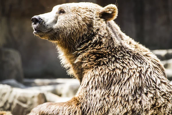 Urso marrom bonito e peludo — Fotografia de Stock