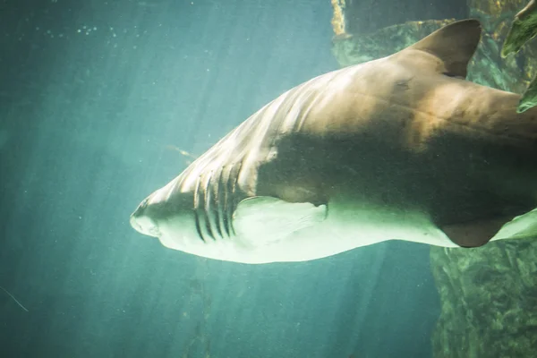 Dangerous and huge shark — Stock Photo, Image