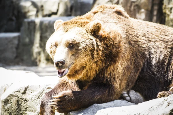 Bello e peloso orso bruno — Foto Stock