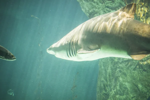 Tehlikeli ve büyük köpek balığı — Stok fotoğraf