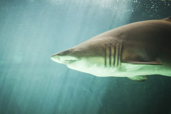 Dangerous and huge shark — Stock Photo, Image