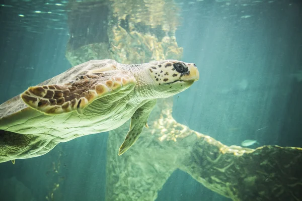 Riesenschildkröte unter Wasser — Stockfoto