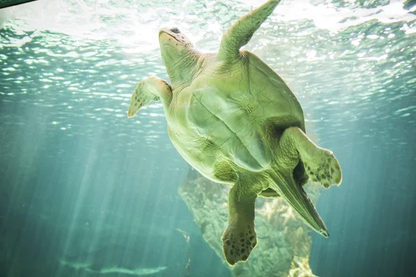 Enorme nuoto tartaruga — Foto Stock