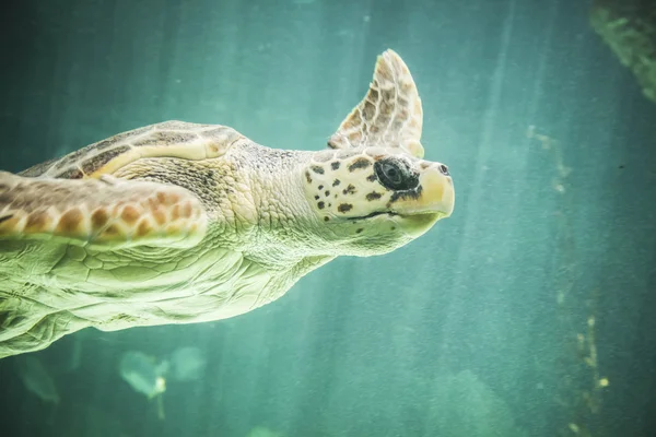 Huge sea turtle underwater — Stock Photo, Image