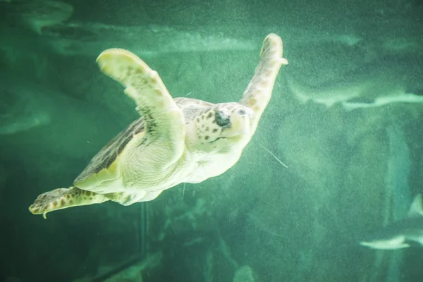 Enorma havssköldpaddan under vattnet — Stockfoto