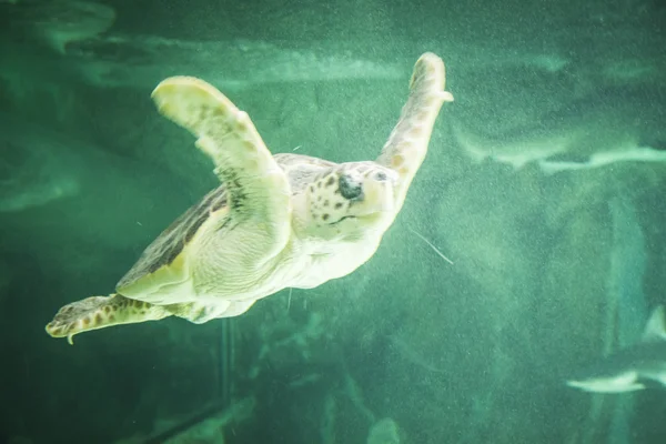 Huge sea turtle underwater — Stock Photo, Image