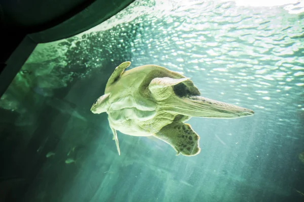 Wielki żółw pływanie — Zdjęcie stockowe