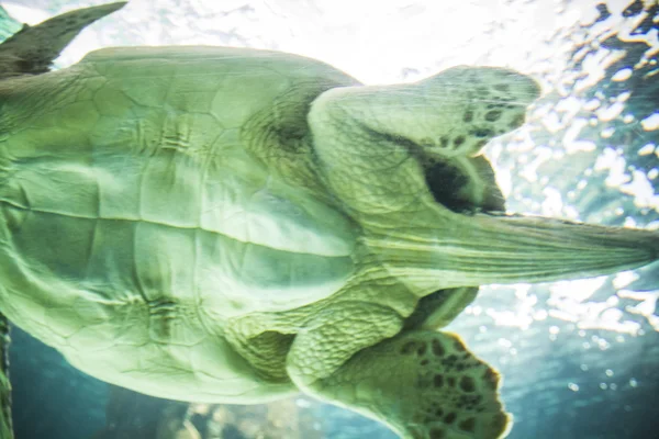 Huge turtle swimming — Stock Photo, Image