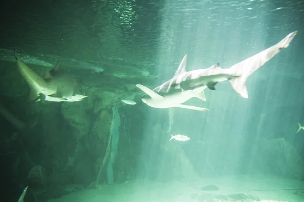 Nebezpečné a obrovský žralok — Stock fotografie