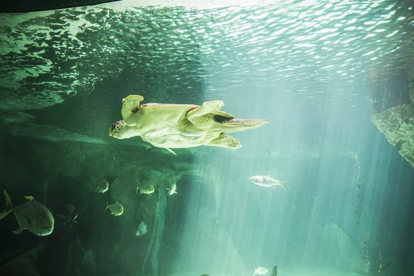 Tortuga marina enorme bajo el agua — Foto de Stock