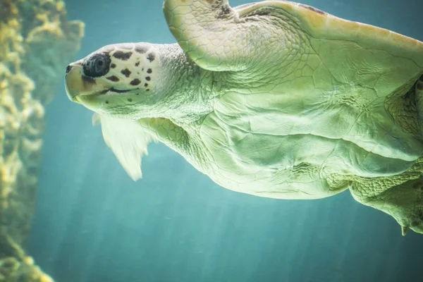 Huge turtle swimming — Stock Photo, Image