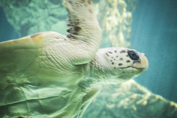 Huge sea turtle underwater — Stock Photo, Image