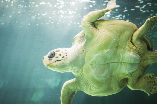 Enorme zeeschildpad onderwater — Stockfoto