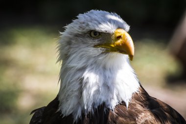 AK başlı kartal