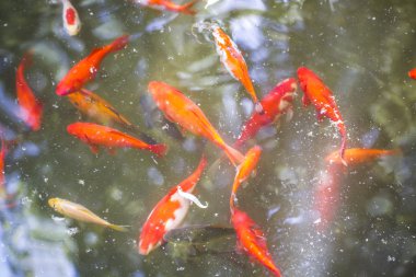 Grup su portakal sazan