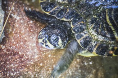 güneşin altında istirahat kaplumbağa