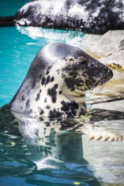 Güneşin altında istirahat mühür