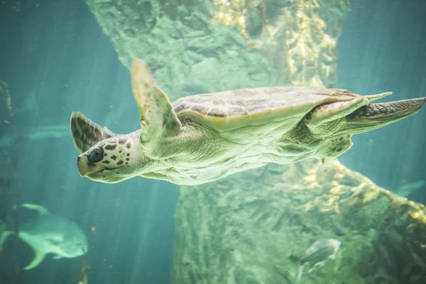 Stor sköldpadda simma — Stockfoto