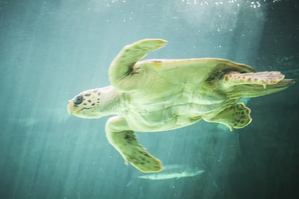 巨龟游泳 — 图库照片