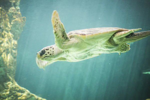 Enorma havssköldpaddan under vattnet — Stockfoto