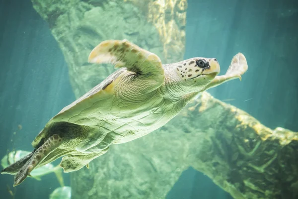 Enorme zeeschildpad onderwater — Stockfoto