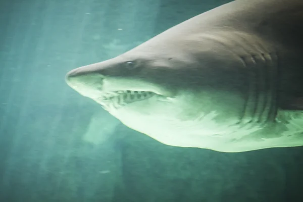 Dangerous and huge shark — Stock Photo, Image