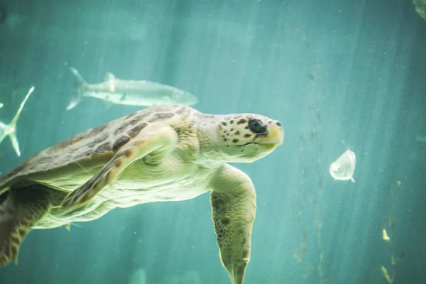 Riesenschildkröte unter Wasser — Stockfoto