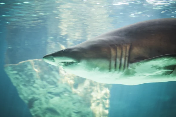 Dangerous and huge shark — Stock Photo, Image