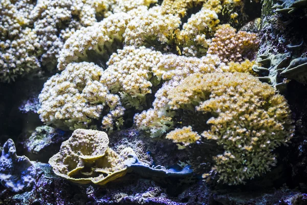 Fondos marinos con peces — Foto de Stock