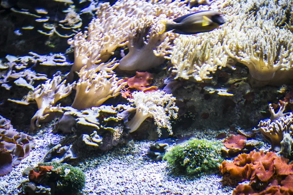 Fondali marini con pesce — Foto Stock