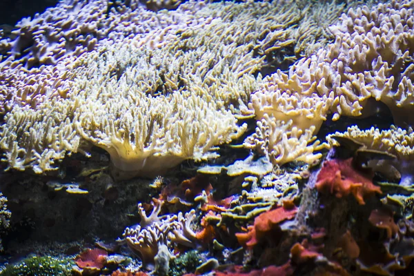 Fondos marinos con peces — Foto de Stock