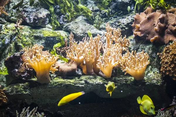 Zeebodem met vis — Stockfoto