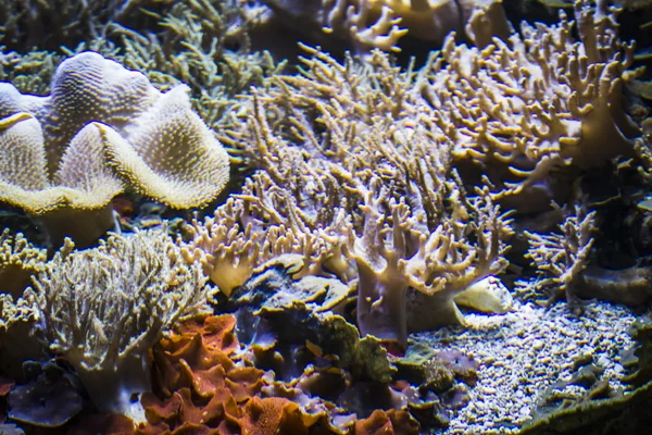 Fondos marinos con peces — Foto de Stock