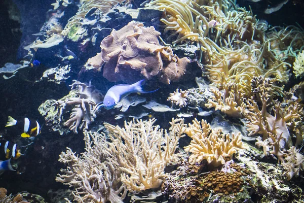 Zeebodem met vis — Stockfoto