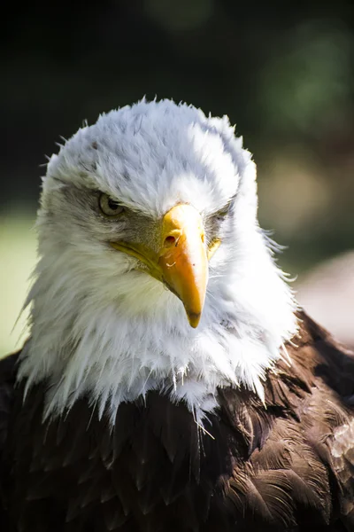 Американський орел — стокове фото