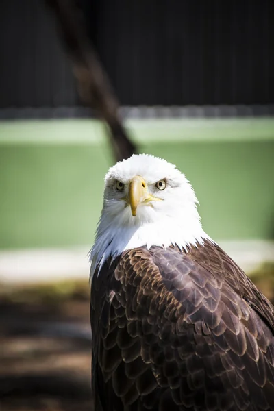 Amerikansk örn — Stockfoto