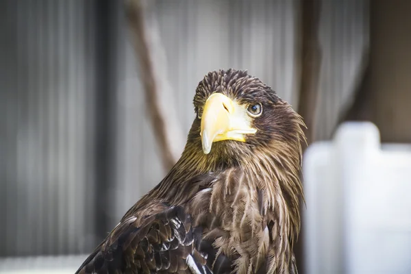 Золотой орёл — стоковое фото