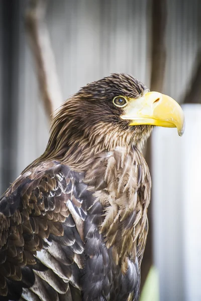 Águila dorada española — Foto de Stock