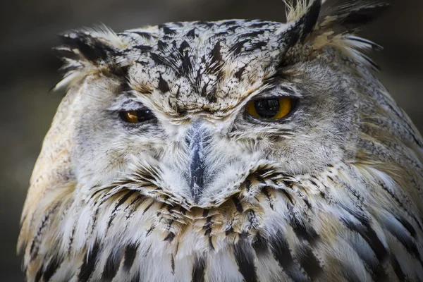 Spanish owl — Stock Photo, Image